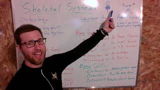 PSK4U Skeletal System Overview