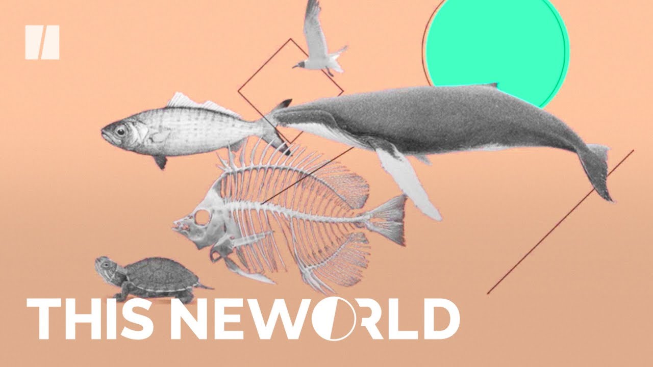 How Plastic Pollutes Our Food Chain This New World YouTube how-plastic-pollutes-our-food-chain-this-new-world-youtube