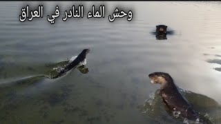 صيد دجاج الماء والعثور على كلب الماء النادر #هور ام نعاج. rare water dog