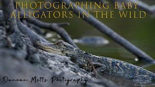 Photographing Baby Alligators in the wilds of South Florida