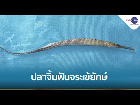 วีดีโอ: knifefish