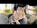 トトロみたいな猫をひざにのせるとめちゃくちゃリラックスしてくれた
