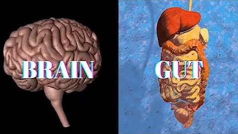 Trust your Gut: How the Brain-Gut Connection Helps Us Decide Intuitively