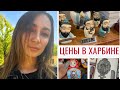 35; Жизнь и учёба в Китае Харбин Цены на сувениры Студент Харбинского политехнического университета