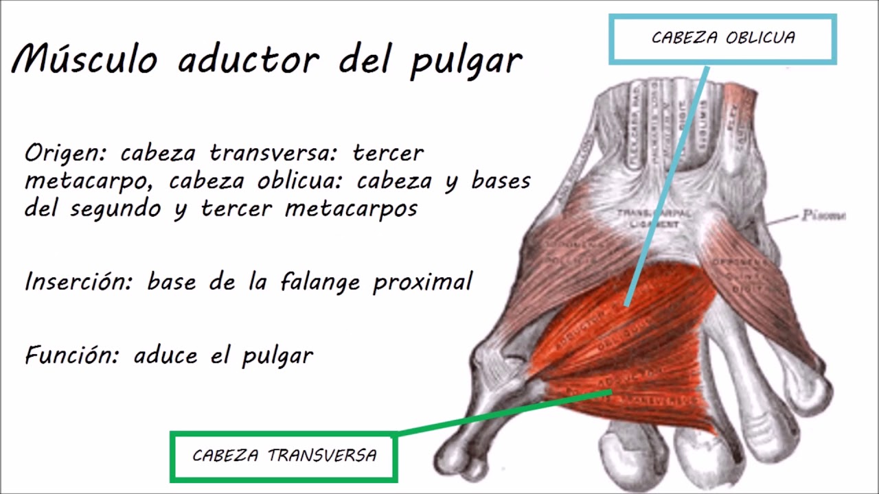 Músculos De La Mano Youtube