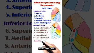 Lung Bronchopulmonary Segments #thorax #anatomy #physiotherapy #neetpg #usmle #pulmonology #trending