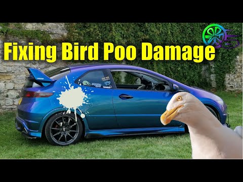 Bird Poop Paint Damage Repair Cost