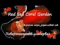 Красное море, коралловый сад. Поверхностный интервал/Red Sea Coral Garden. Surface interval