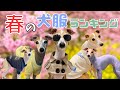 全ての犬種におすすめ！春服ランキング【関西弁でしゃべるイタグレ ことぶき】