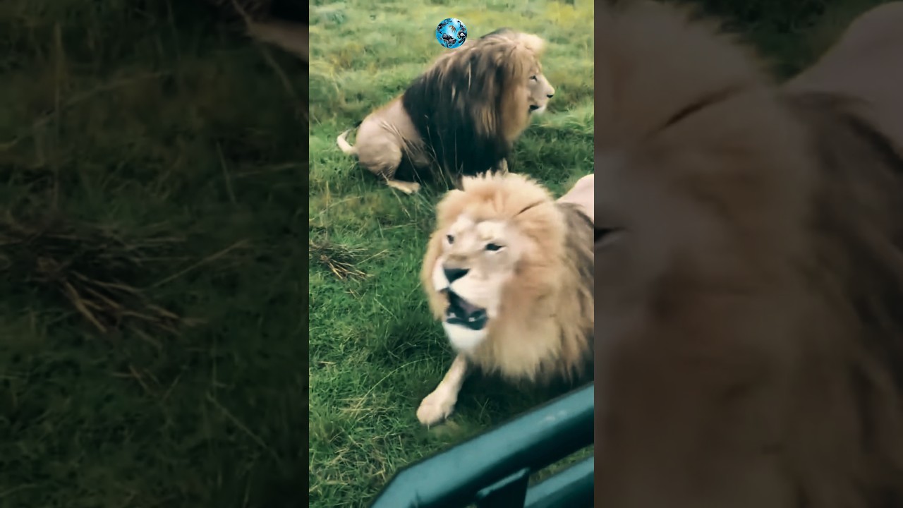 African Vs Asian Lions 🦁 - 5 Key Differences #animals #lion
