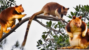 Tree Kangaroo—The Climbing Kangaroo of the Rainforest