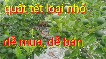 Quất cảnh quất tết mini phục vụ quất tết 2022 mua quất liên hệ số điện thoại: 0973437613