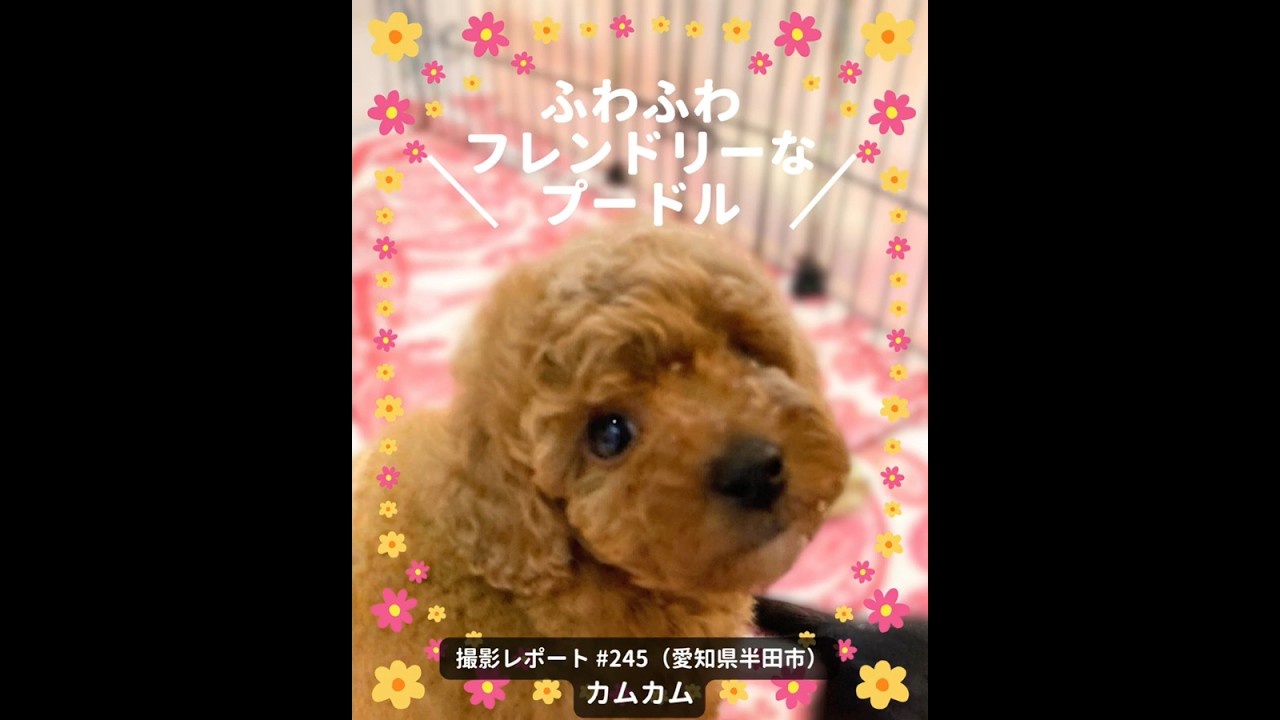 PICTWANカレンダー2027 プードル【L判】