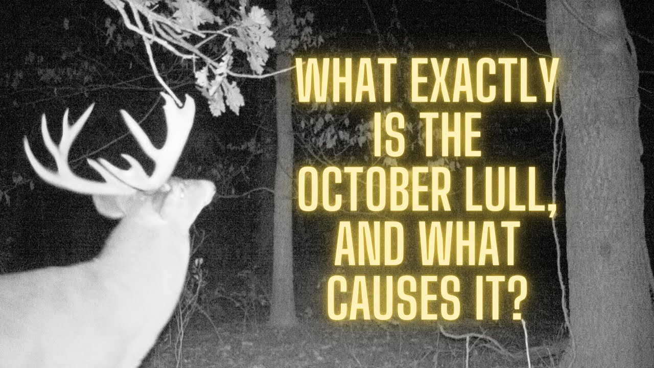 Deer Hunting What causes the October Lull? YouTube