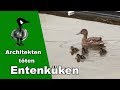 Architekten töten Entenküken - Tiernotruf #203