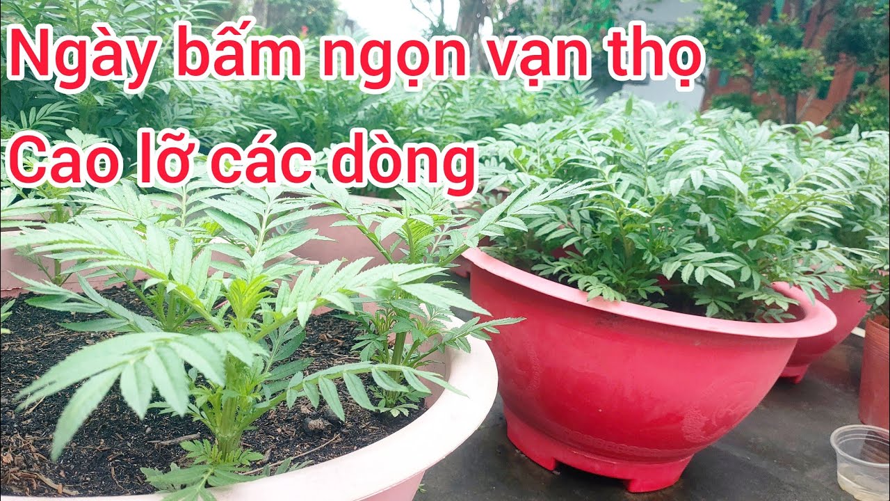 ngày bấm ngọn cho bông vạn thọ nở hoa đúng tết, huỳnh cập nhật 