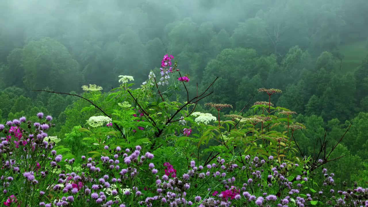 ⭐ Music Relax Meditation Rain Sounds Tibetan Singing Bowls Sleep ...