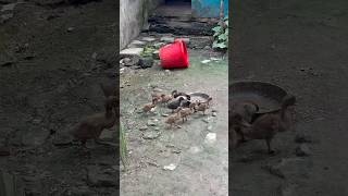Ducklings Stay Healthy! Correct Time to Use Duck Plague Vaccine | Duck Farming Tips #DuckPlague