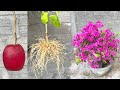 The effect of an apple to cut bougainvillea | Planting flowers in a sand pot