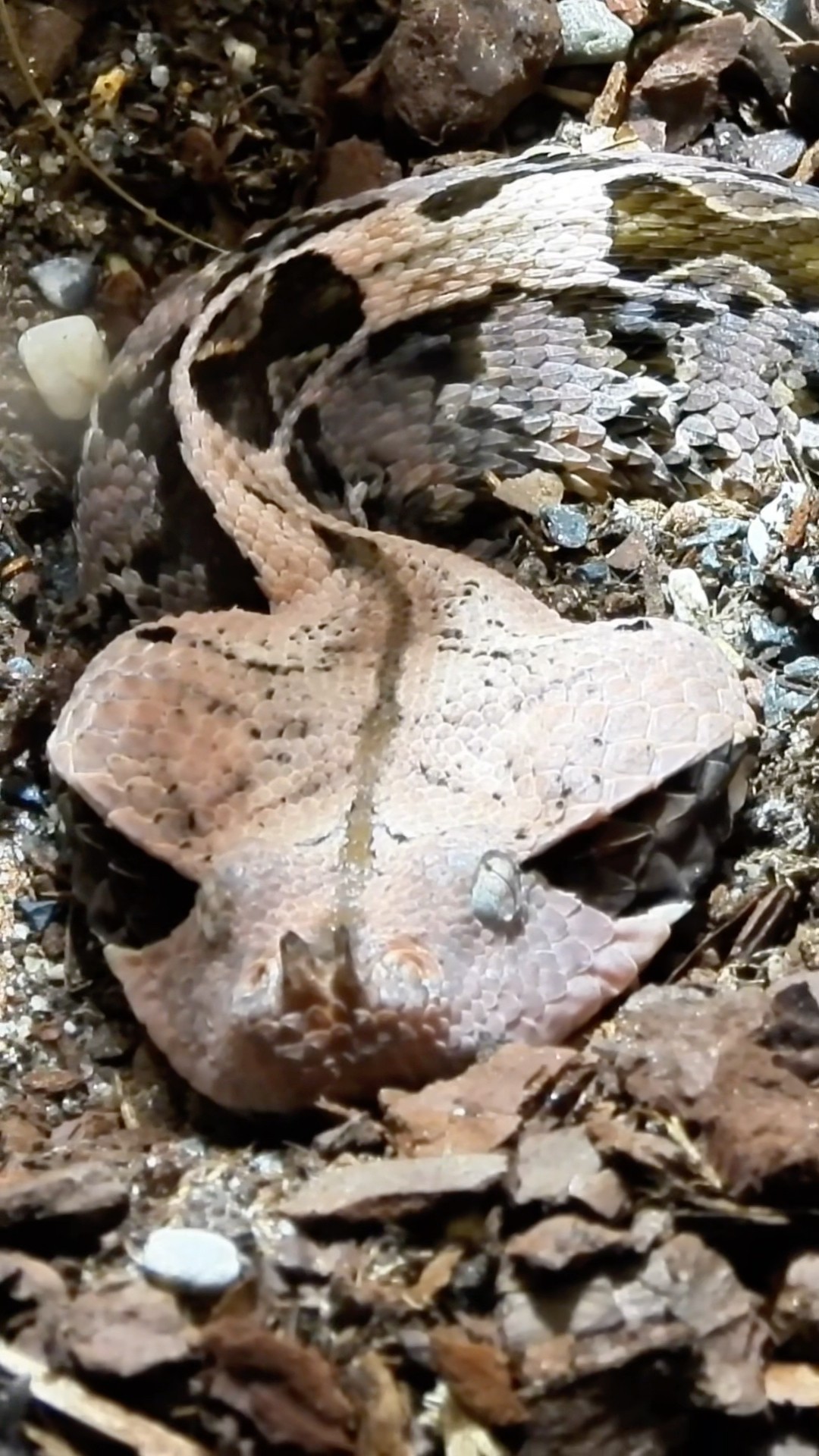 Abstract Snake