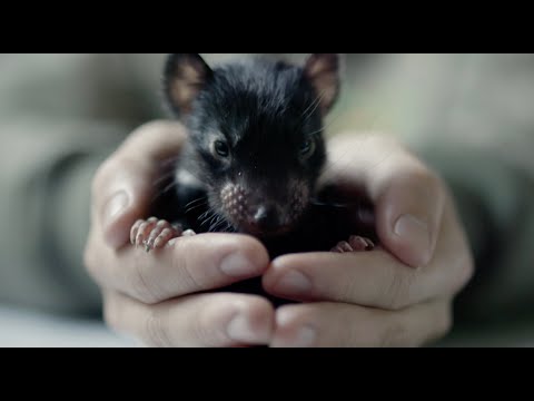 Historic Release of Tasmanian Devil to Mainland Australia