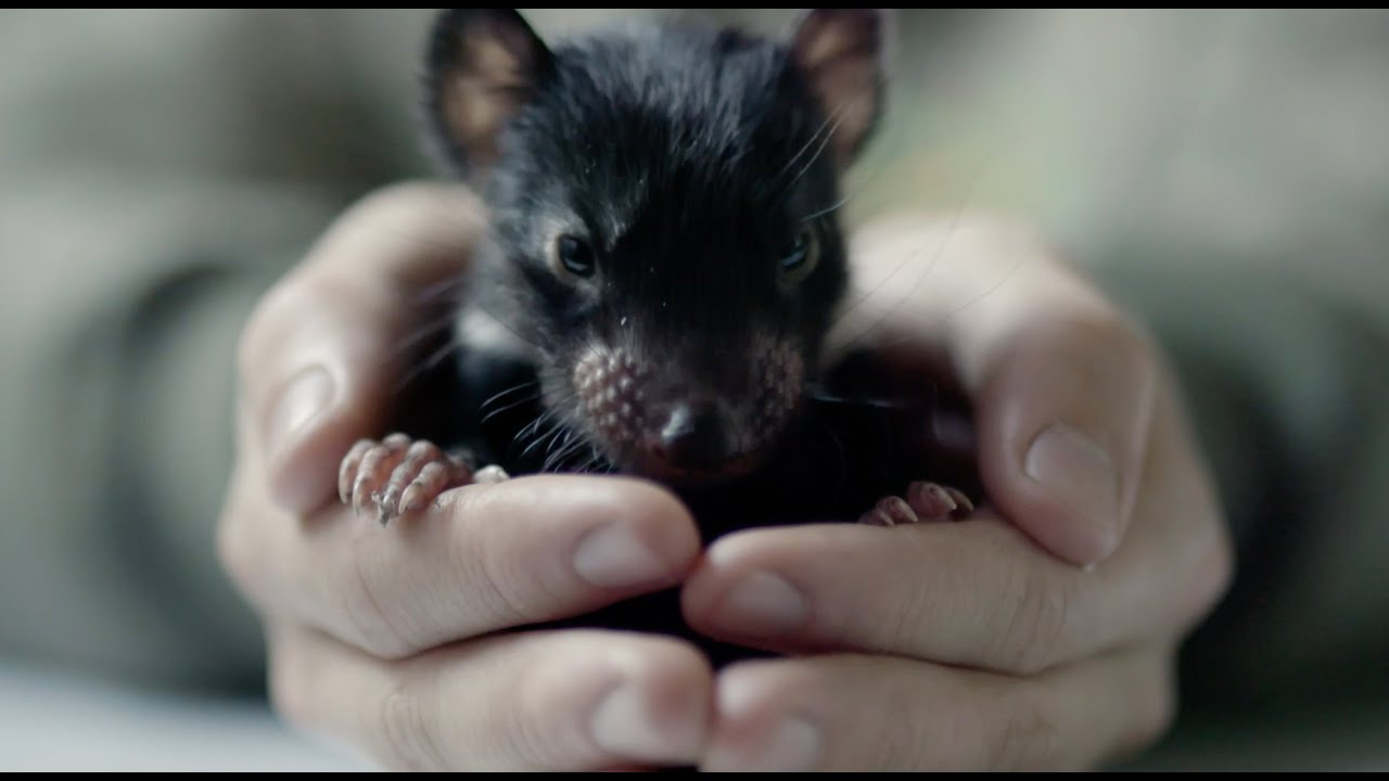 Tasmanian devils reintroduced into Australia's mainland for 1st time in  3,000 years - ABC News