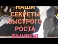 КАК ВЫРОСТИТЬ БЫКА В ГОД 500 КГ. СЕКРЕТЫ ОТКОРМА БЫЧКОВ. Fattening bulls