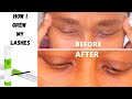 EYELASH SERUM that actually works | Pureauty Naturals Biotin Eyelash &amp; Eyebrow Serum