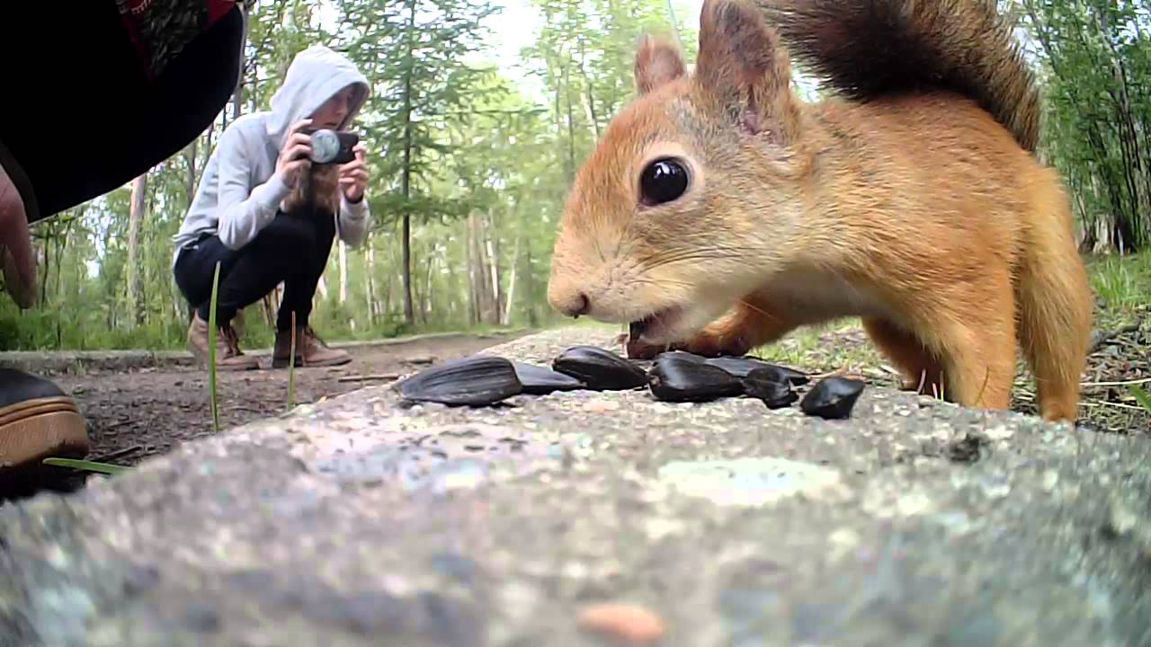 Звук белки слушать