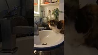 Gardan bhi rotate ho gyi ... #trendingshorts #viralnow #funny #cute #petlover #catlover #comedy #90°