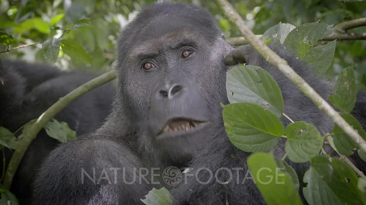 Male Silverback Lowland Gorilla, Virunga National Park, Democratic Republic of Congo