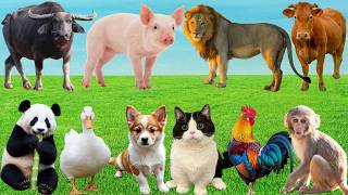 🌿 Discover Lovely Farm Friends: Dog, Cat, Pig, Cow, Horse, Sheep & Duck – Peaceful Country Sounds🐷🦆🐱 screenshot 3