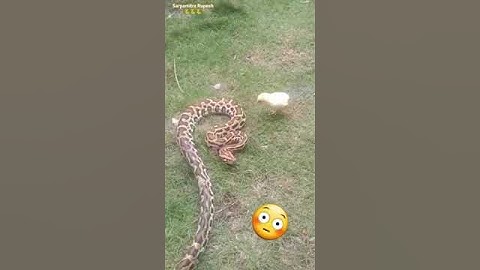 Indian rock python non venomous comedy 😇😁🤣😂😅😇