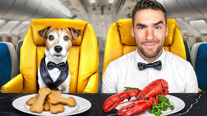 I Flew on the First-Ever Airline Made for Dogs