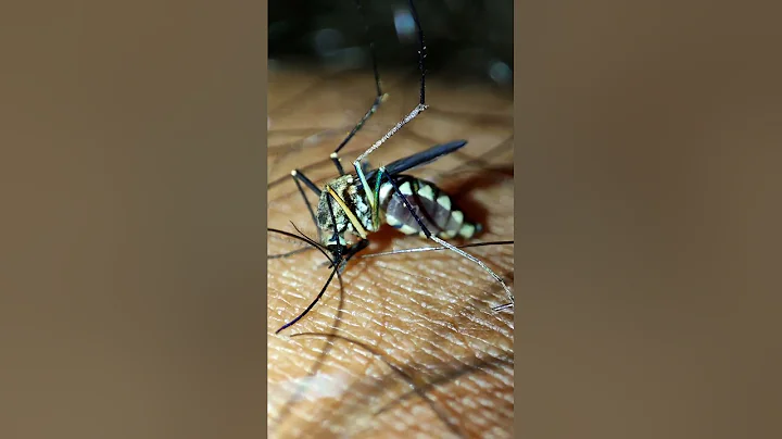 Mosquito bite close-up shot...... can you see that red needle at the end. - DayDayNews