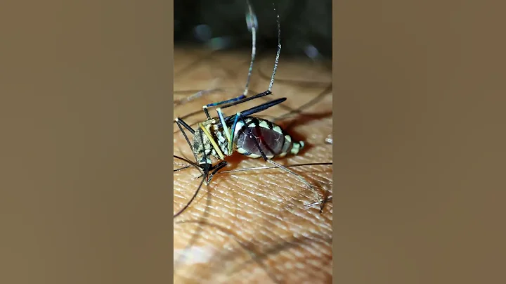 Mosquito bite close-up shot...... can you see that red needle at the end. - DayDayNews