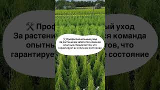 Собственные питомники растений ЮгЗеленСтрой 🌱💚 #рекомендации #питомник #ideas #московскаяобласть