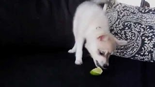 Funny Dogs - Reaction To Tasting Lemon And Lime Compilation!