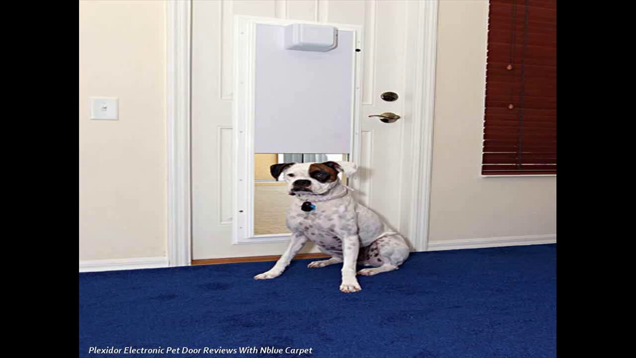Plexidor Electronic Pet Entrance Reviews YouTube