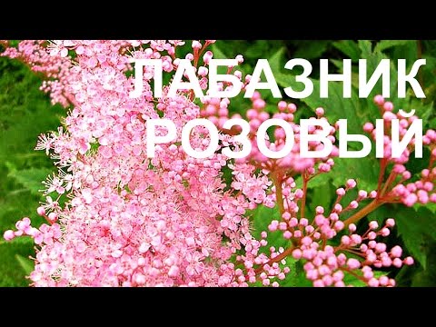 Видео: Гелени гупеса