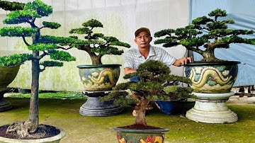 Cây cảnh 14/12 Huỳnh Xuyên chào bán - Tùng La Hán, Tùng Lá Kim, Tùng Kim Cương