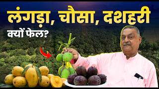 उत्पादन 45%, एक्सपोर्ट सिर्फ 1%, विदेश क्यों नहीं जाते Indian Mango