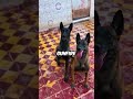 Top 5 Dogs That DonтАЩt Flinch At Gunfire ЁЯФлЁЯРХ BulletproofDogs WarDogs ToughDogBreeds Shorts Top 5 Dogs That DonтАЩt Flinch At Gunfire ЁЯФлЁЯРХ BulletproofDogs WarDogs ToughDogBreeds Shorts