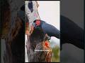 Amazing Facts About Palm cockatoos 🤯 | #shorts #facts #dailyshorts