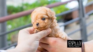 EXTREAM CUTENESS BEWARE!!! Cream Poodle Dolly - Rolly Teacup Puppies