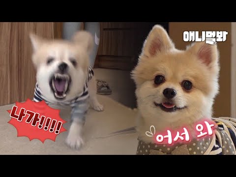 울집 강아지 온도차가 냉탕 온탕 급 🙉ㅣAngel <strong>Dog</strong> Turns <strong>Into</strong> Devil <strong>Dog</strong> In The House