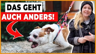 Einfache Tipps zur Vorbeugung von Leinenaggression bei Hunden 🦮 by DOGsTV - Online Hundetraining 12,494 views 2 months ago 16 minutes