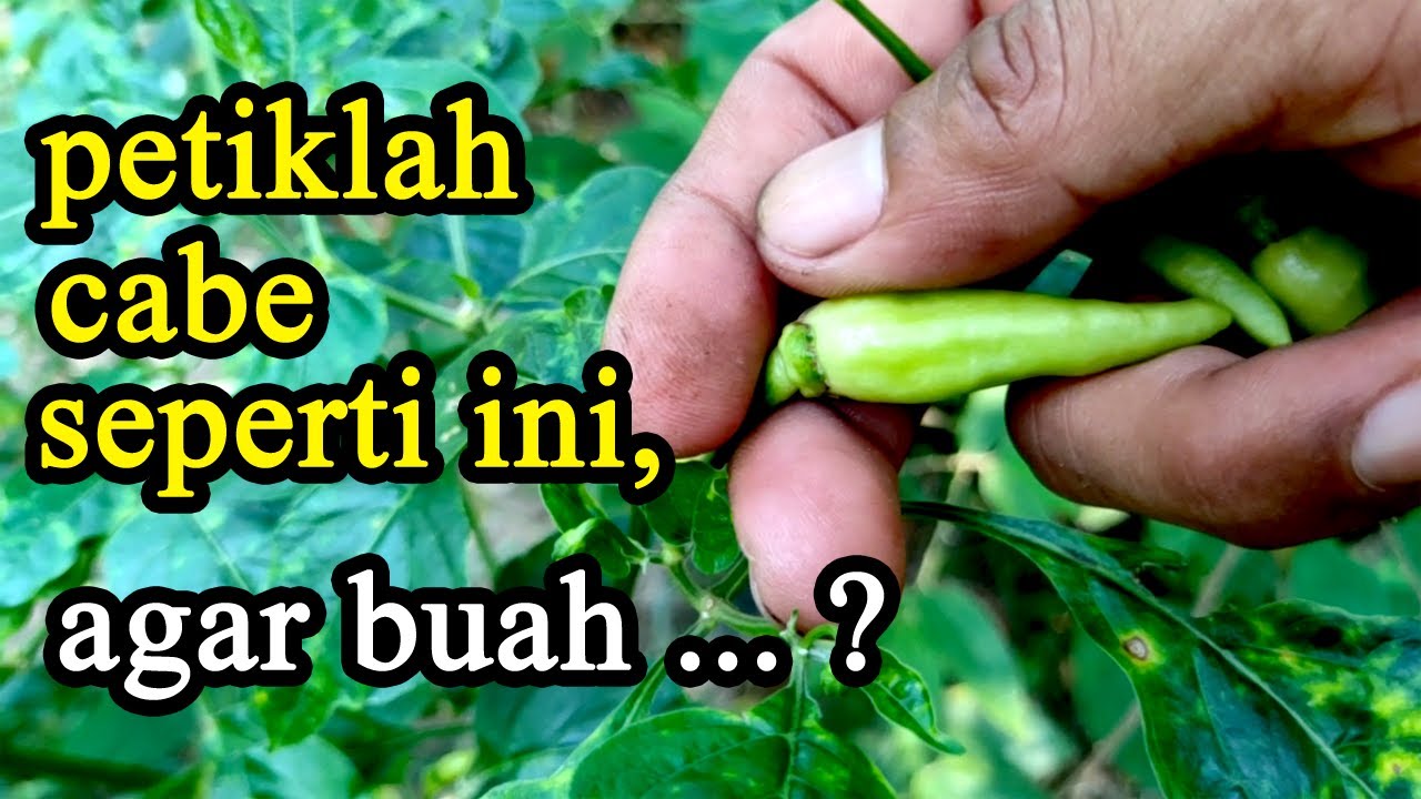 Cara Petik Buah Cabe Rawit Youtube Cara Petik Buah Cabe Rawit Youtube