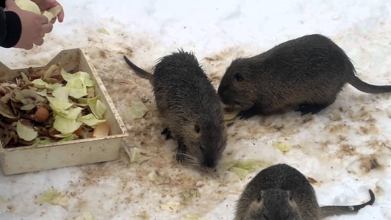 Можно давать нутриям. Нутрия детеныш. Нутрия кормовая. Кормление нутрий.