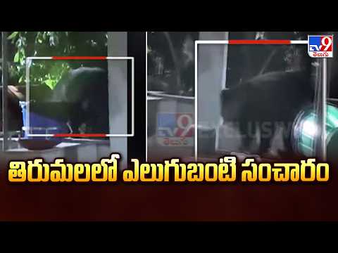 Bear Spotted in Tirumala : తిరుమలలో ఎలుగుబంటి సంచారం - TV9 - TV9